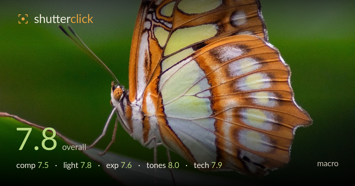 macro photo critique card