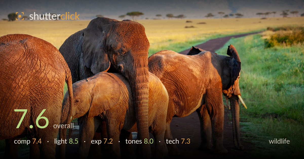 wildlife photo critique card