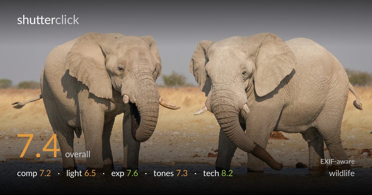 wildlife photo critique card
