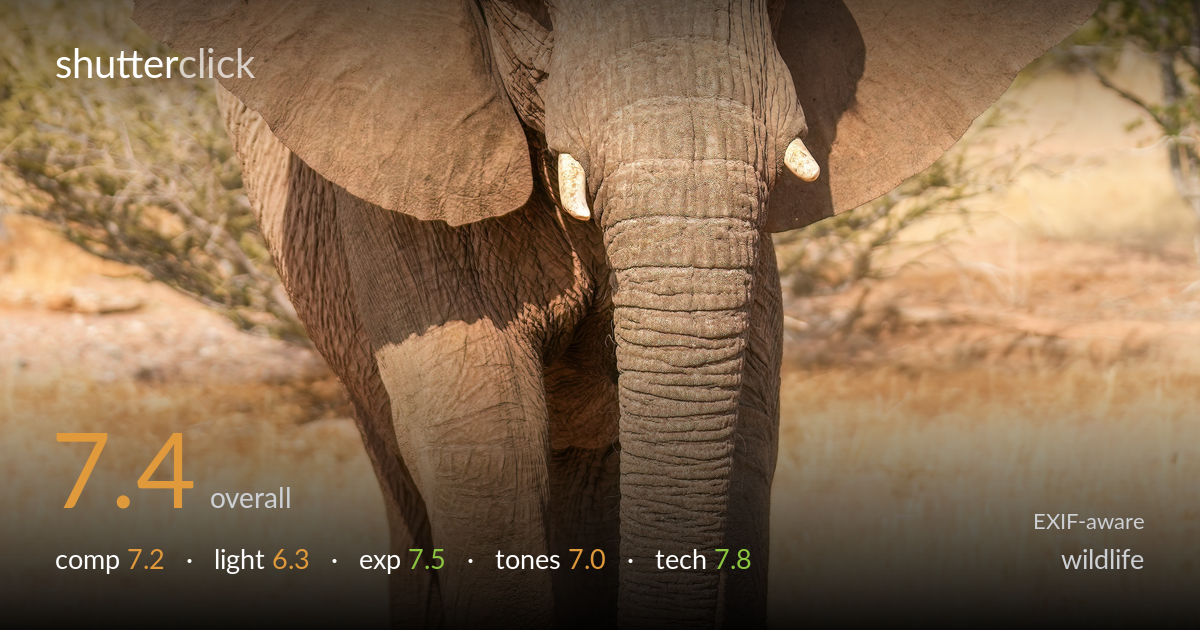 wildlife photo critique card