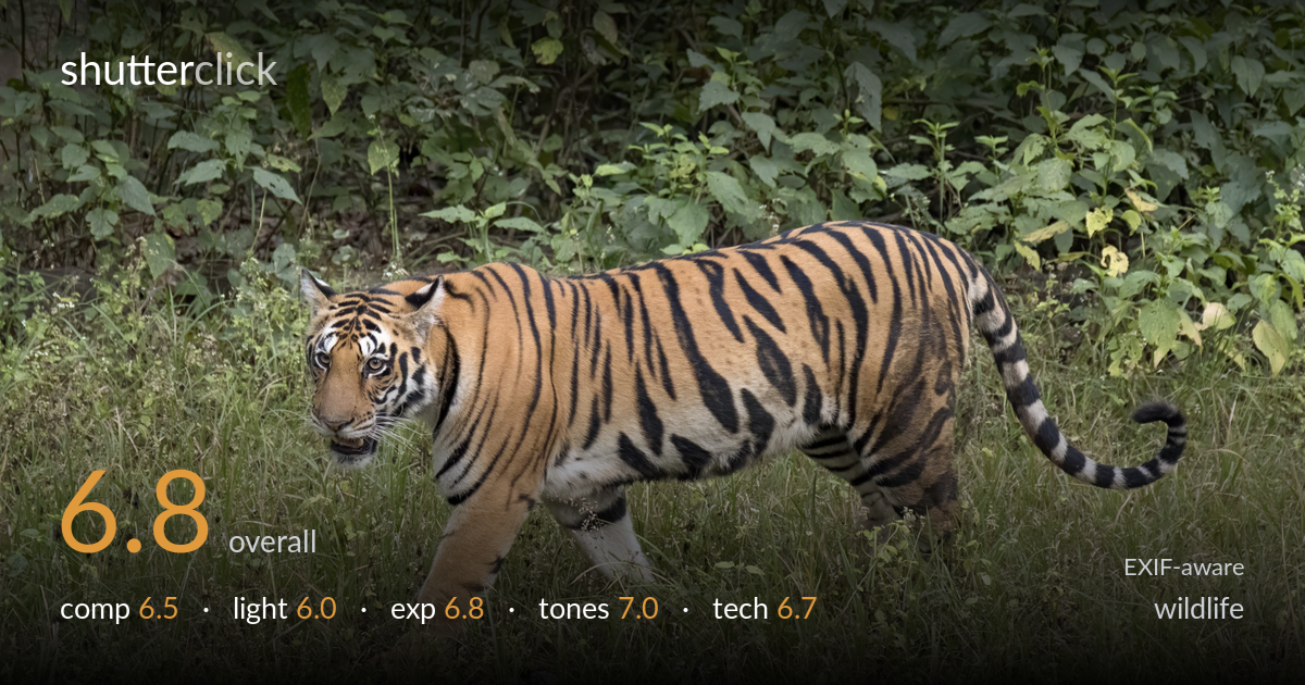 wildlife photo critique card